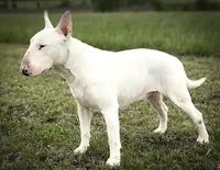 Rebel , a male Bull Terrier for sale in Chapman, KS – 2 of 2