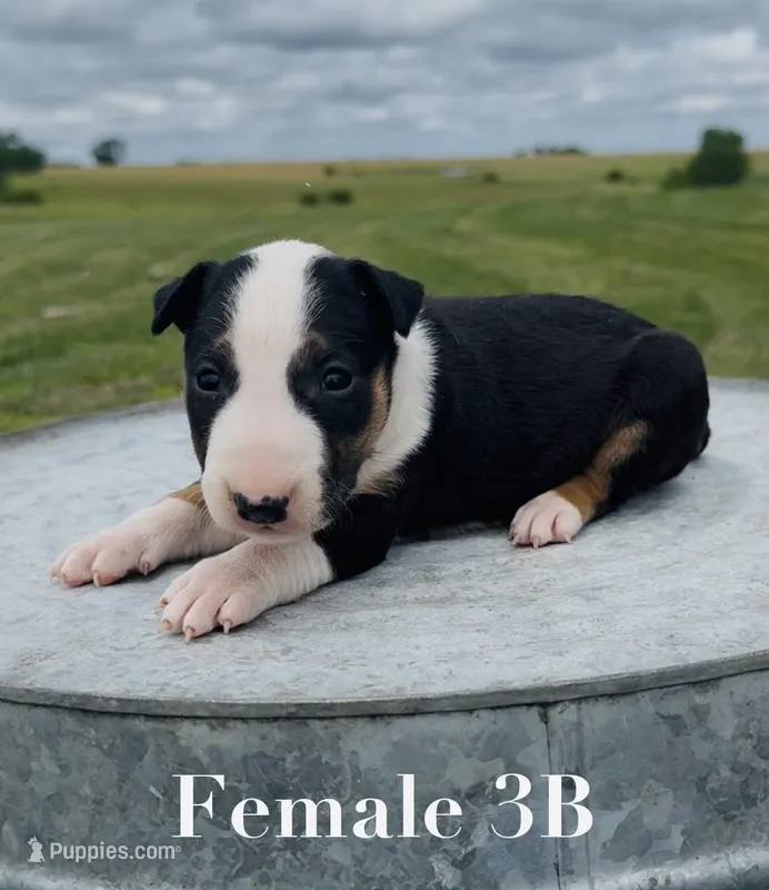 AKC Female 3B – Bull Terrier puppy for sale in Chapman, KS