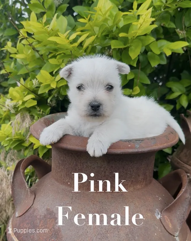 AKC Pink Female  – West Highland White Terrier puppy for sale in Chapman, KS