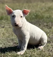 AKC Male 2, a male Bull Terrier for sale in Chapman, KS – Photo 1 of 3