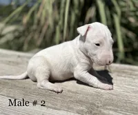 AKC Male 2, a male Bull Terrier for sale in Chapman, KS – Photo 3 of 3