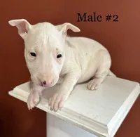 AKC Male 2, a male Bull Terrier for sale in Chapman, KS – Photo 2 of 3