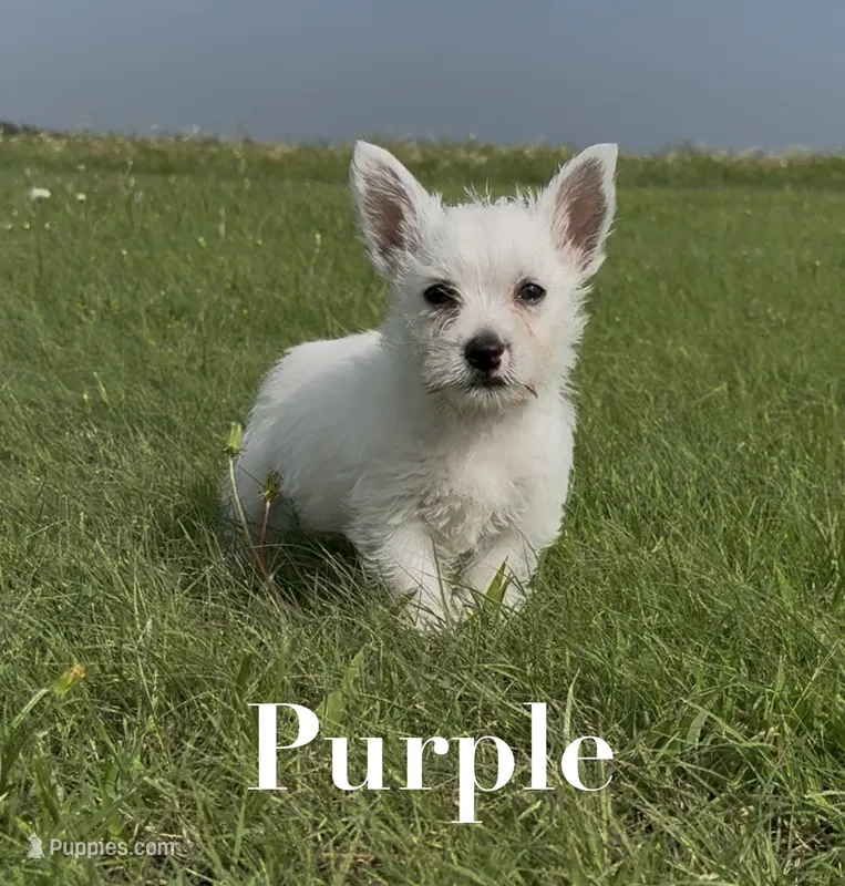 AKC Purple Female  – West Highland White Terrier puppy for sale in Chapman, KS