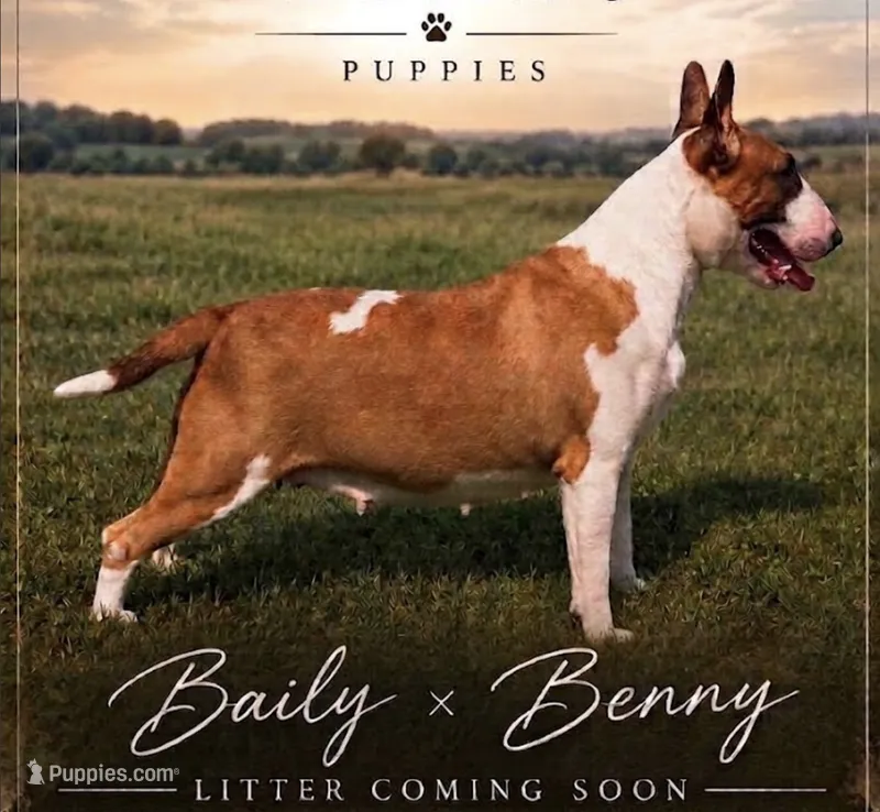 AKC Litter Coming Soon - CH bloodlines  – Bull Terrier puppy for sale in Chapman, KS