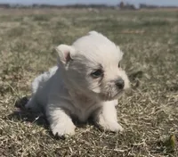 AKC Female , a female West Highland White Terrier for sale in Chapman, KS – Photo 2 of 4