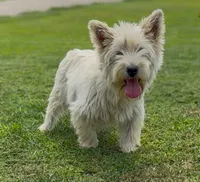 AKC Female , a female West Highland White Terrier for sale in Chapman, KS – Photo 4 of 4