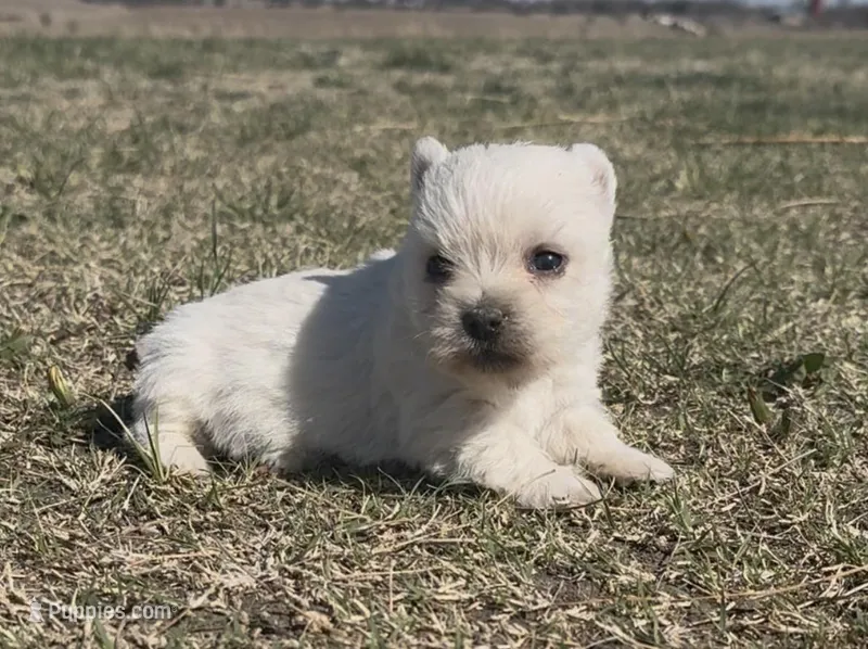 AKC Female , a female West Highland White Terrier for sale in Chapman, KS – Photo 1 of 4
