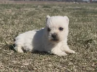 AKC Female , a female West Highland White Terrier for sale in Chapman, KS – Photo 1 of 4
