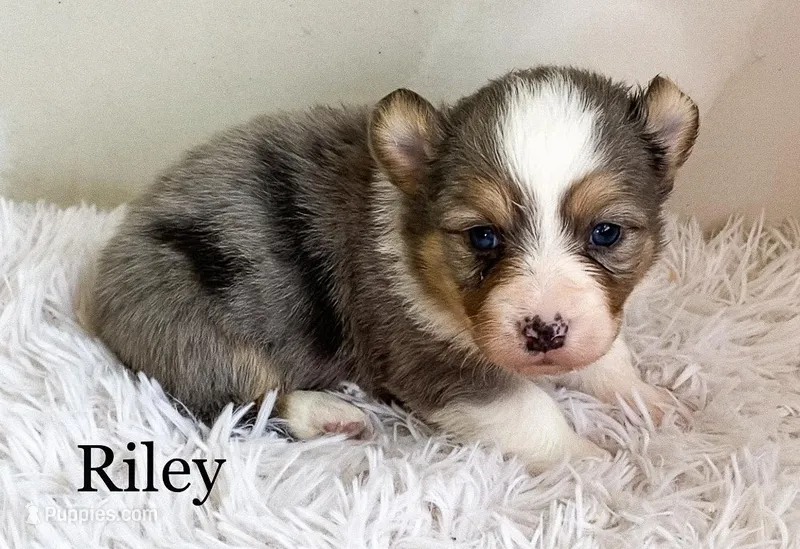 Riley - Fluffy, a male Pembroke Welsh Corgi for sale in Chapman, KS – Photo 1 of 2
