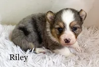 Riley - Fluffy, a male Pembroke Welsh Corgi for sale in Chapman, KS – Photo 1 of 2