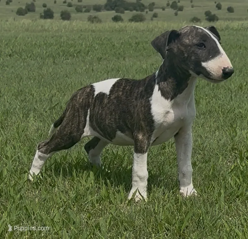 AKC Brindle Female  – Bull Terrier puppy for sale in Chapman, KS