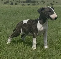 AKC Brindle Female , a female Bull Terrier for sale in Chapman, KS – 1 of 2