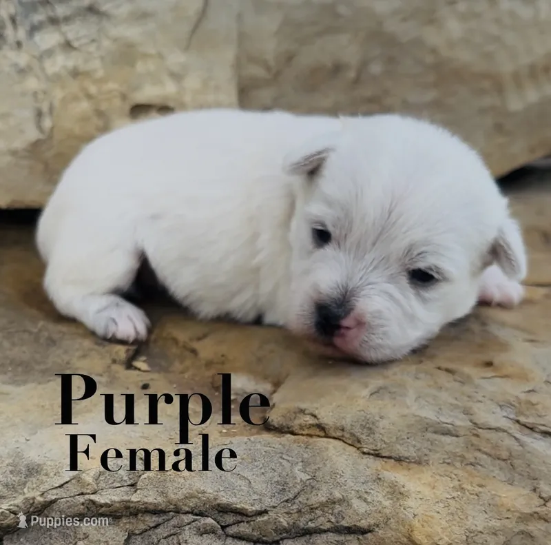 AKC Purple Female  – West Highland White Terrier puppy for sale in Chapman, KS