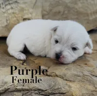 AKC Purple Female , a female West Highland White Terrier for sale in Chapman, KS – 1 of 2