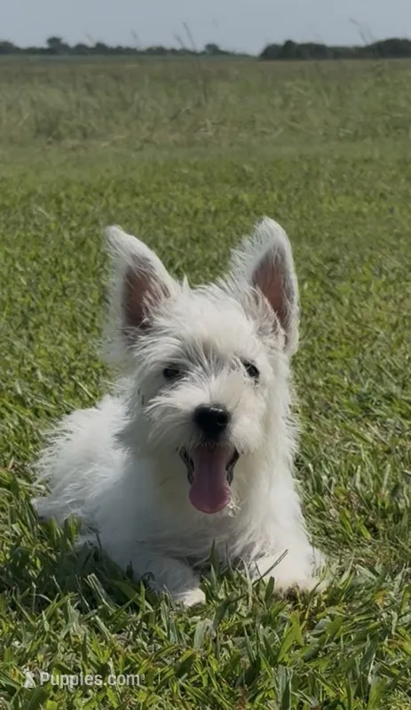 AKC Purple Female  – West Highland White Terrier puppy for sale in Chapman, KS
