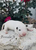 AKC Female 3, a female Bull Terrier for sale in Chapman, KS – 1 of 3