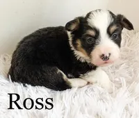 Ross - Fluffy, a male Pembroke Welsh Corgi for sale in Chapman, KS – Photo 1 of 2