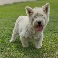 AKC Green Boy, a male West Highland White Terrier for sale in Chapman, KS – Photo 5 of 5