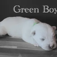 AKC Green Boy, a male West Highland White Terrier for sale in Chapman, KS – Photo 3 of 5