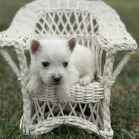 AKC Green Boy, a male West Highland White Terrier for sale in Chapman, KS – Photo 2 of 5