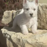 AKC Green Boy, a male West Highland White Terrier for sale in Chapman, KS – Photo 1 of 5
