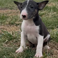 AKC Female, a female Bull Terrier for sale in Chapman, KS – Photo 1 of 6