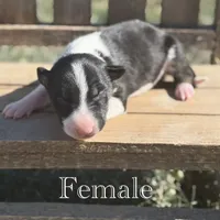 AKC Female, a female Bull Terrier for sale in Chapman, KS – Photo 4 of 6