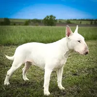 AKC Female, a female Bull Terrier for sale in Chapman, KS – Photo 6 of 6