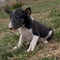 AKC Female, a female Bull Terrier for sale in Chapman, KS – Photo 2 of 6