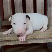 AKC Male 1, a male Bull Terrier for sale in Chapman, KS – Photo 2 of 5