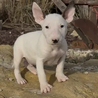 AKC Male 1, a male Bull Terrier for sale in Chapman, KS – Photo 1 of 5