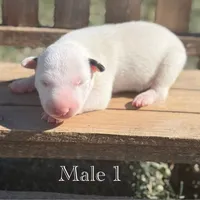 AKC Male 1, a male Bull Terrier for sale in Chapman, KS – Photo 3 of 5