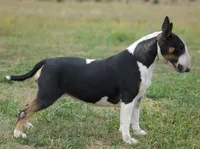 AKC CH Chloe , a female Bull Terrier for sale in Chapman, KS – 2 of 3