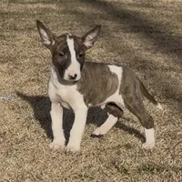 AKC Male 5, a male Bull Terrier for sale in Chapman, KS – Photo 2 of 6