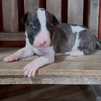 AKC Male 5, a male Bull Terrier for sale in Chapman, KS – Photo 3 of 6