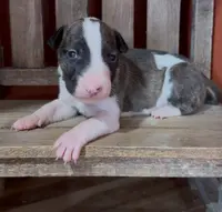 processed/7f0fa155-48fc-4603-ab86-5825409da97c/listing/e67fb41d-3689-41b9-a9e7-e4d2c5376357/622788f6-365f-4bc4-8af4-de94e22e90c5