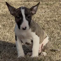 AKC Male 5, a male Bull Terrier for sale in Chapman, KS – Photo 1 of 6