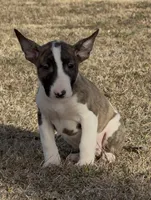 processed/7f0fa155-48fc-4603-ab86-5825409da97c/listing/e67fb41d-3689-41b9-a9e7-e4d2c5376357/b9e2f10e-3612-47ab-8c55-674ec12c9958