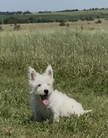 AKC Purple Female , a female West Highland White Terrier for sale in Chapman, KS – 2 of 7