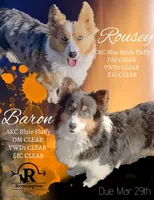 Randy - Fluffy, a male Pembroke Welsh Corgi for sale in Chapman, KS – Photo 3 of 3