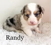 Randy - Fluffy, a male Pembroke Welsh Corgi for sale in Chapman, KS – Photo 2 of 3
