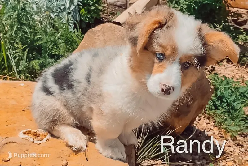 Randy - Fluffy