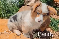 Randy - Fluffy, a male Pembroke Welsh Corgi for sale in Chapman, KS – Photo 1 of 3