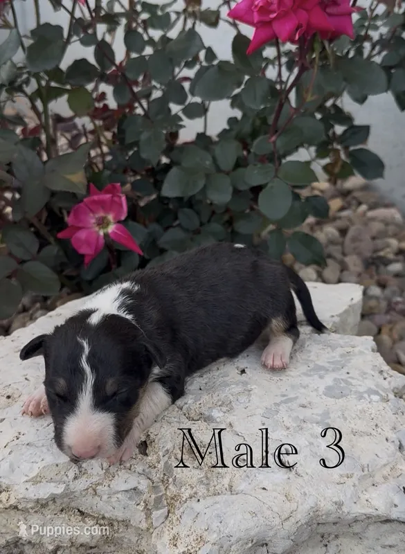 AKC Male 3 – Bull Terrier puppy for sale in Chapman, KS