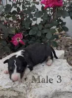 AKC Male 3, a male Bull Terrier for sale in Chapman, KS – 1 of 3