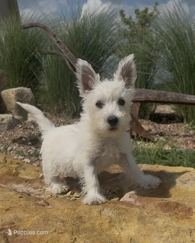 AKC Purple Female  – West Highland White Terrier puppy for sale in Chapman, KS