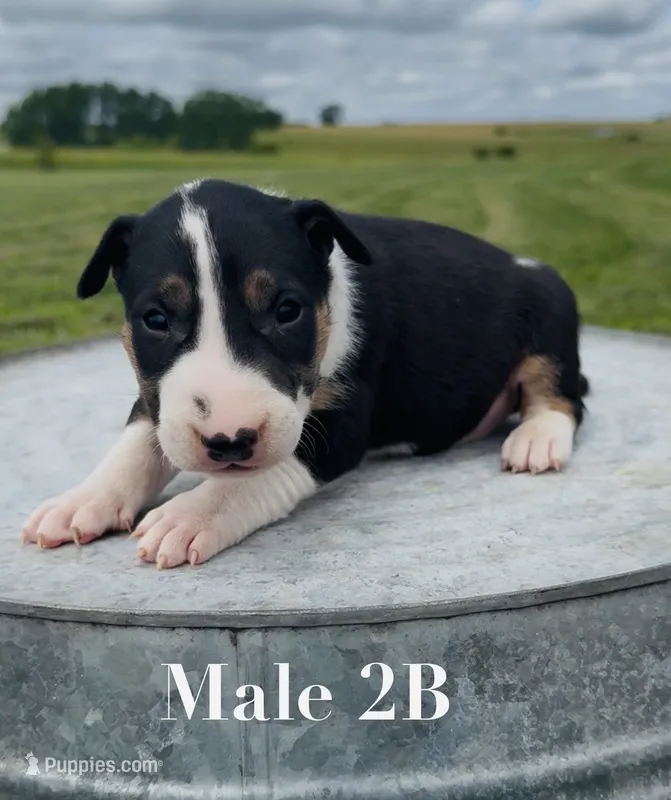 AKC Male 2B  – Bull Terrier puppy for sale in Chapman, KS