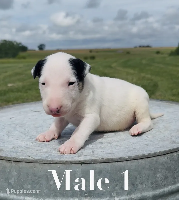 AKC Male 1  – Bull Terrier puppy for sale in Chapman, KS