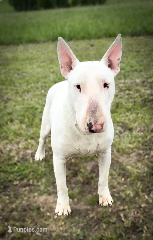 Rebel  – Bull Terrier puppy for sale in Chapman, KS