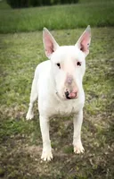 Rebel , a male Bull Terrier for sale in Chapman, KS – 1 of 2